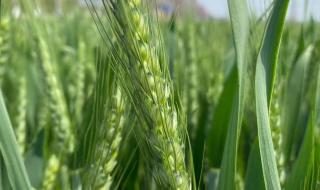 1亩小麦产量多少斤玉米多少斤